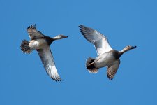 GadwallFlight-110.jpg