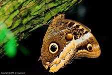 Butterfly_01.jpg