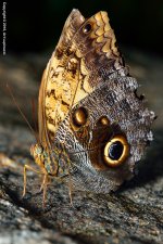 Butterfly_06+.jpg