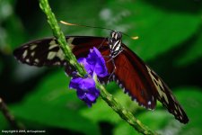 Butterfly_41+.jpg