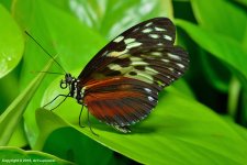 Butterfly_76+.jpg