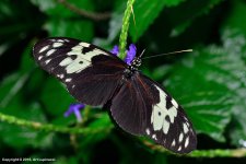 Butterfly_85+.jpg