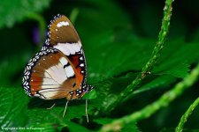 Butterfly_116+.jpg