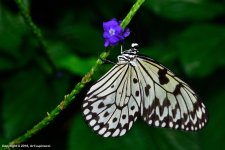 Butterfly_132+.jpg