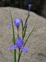 Iris.jpg