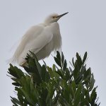 Egret.jpg