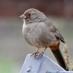Towhee2.jpg