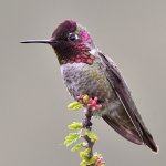 Hummer.jpg