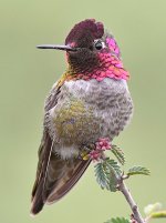 Hummer10.jpg