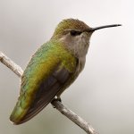 Hummer28.jpg