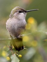 Hummer33.jpg