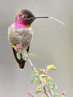 Hummer4.jpg