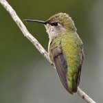 Hummer22.jpg