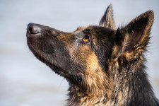 molly_jessie-11.jpg