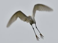 Egret4.jpg