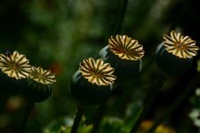 DSC_5398.jpg