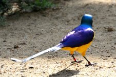 ROY_6719.JPG
