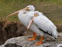 Pelicans.jpg