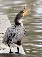 Cormorant.jpg
