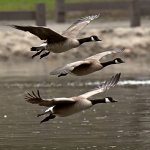 Geese.jpg