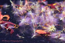 Gerbera Daisy Seeds #1 12-11-2016.jpg