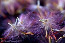 Gerbera Daisy Seeds #4 12-11-2016.jpg
