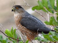 CoopersHawk8.jpg
