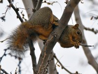 Squirrel.jpg