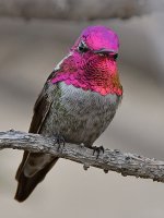 Hummer3.jpg