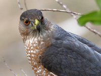 CoopersHawk7.jpg