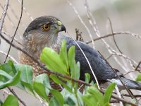 CoopersHawk10.jpg