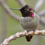 Hummer7.jpg