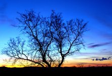 Sunset with Tree 12-12-2016.jpg