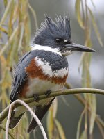 Kingfisher3.jpg