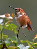 Hummer.jpg