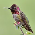 Hummer9.jpg