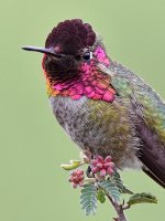 Hummer11.jpg