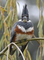 Kingfisher6.jpg