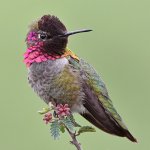 Hummer12.jpg