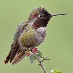 Hummer7.jpg