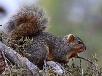 Squirrel2.jpg