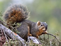 Squirrel5.jpg