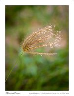 grass-2.jpg