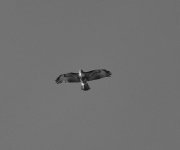 way up high in the sky.......jpg