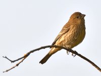 Finch2.jpg