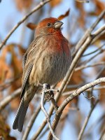 Finch3.jpg