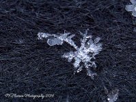 Snowflakes #2 12-14-2016.jpg