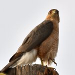 CoopersHawk4.jpg