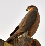 CoopersHawk5.jpg