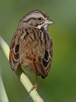 Sparrow2.jpg